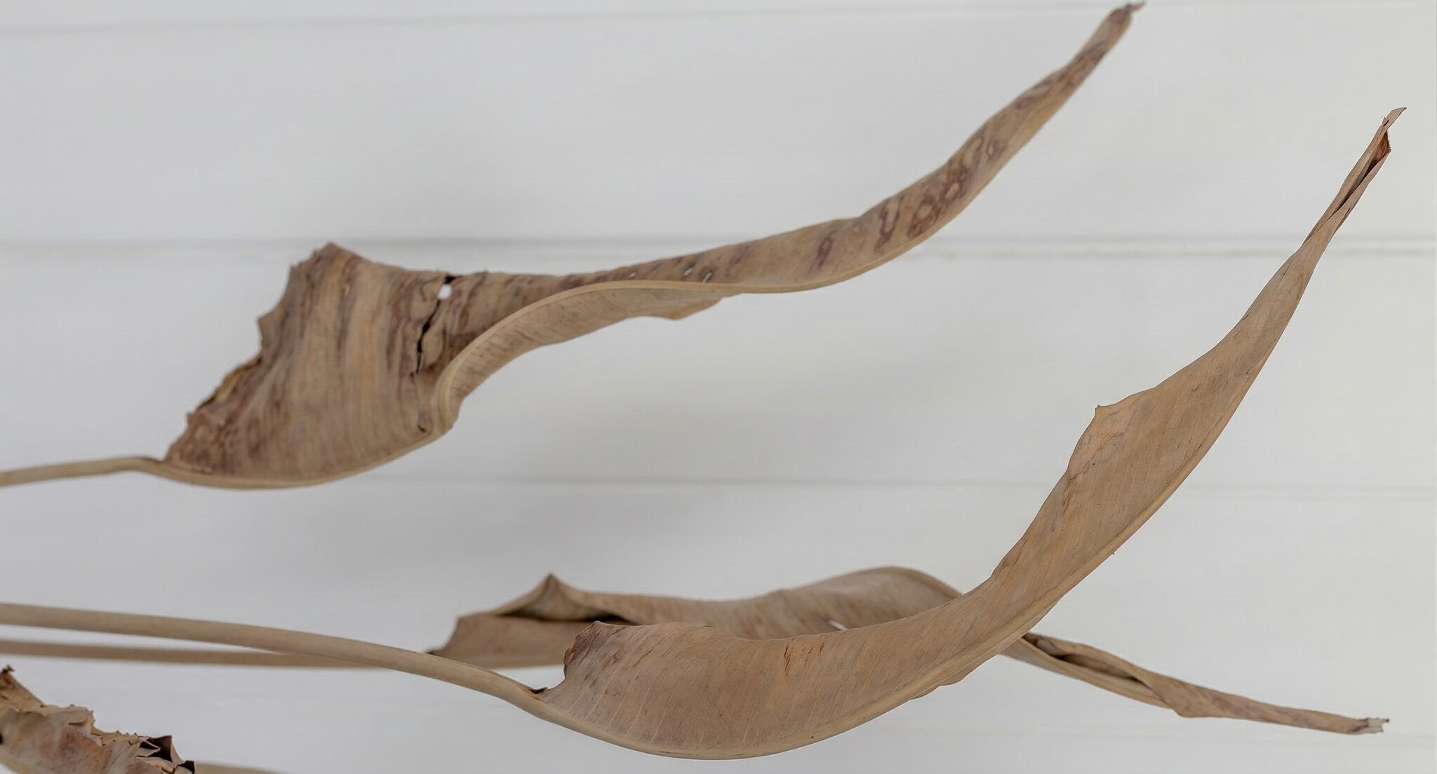 Strelitzia (Paradijsvogelbloem): Exotisch Design voor B2B | B2B Flowers