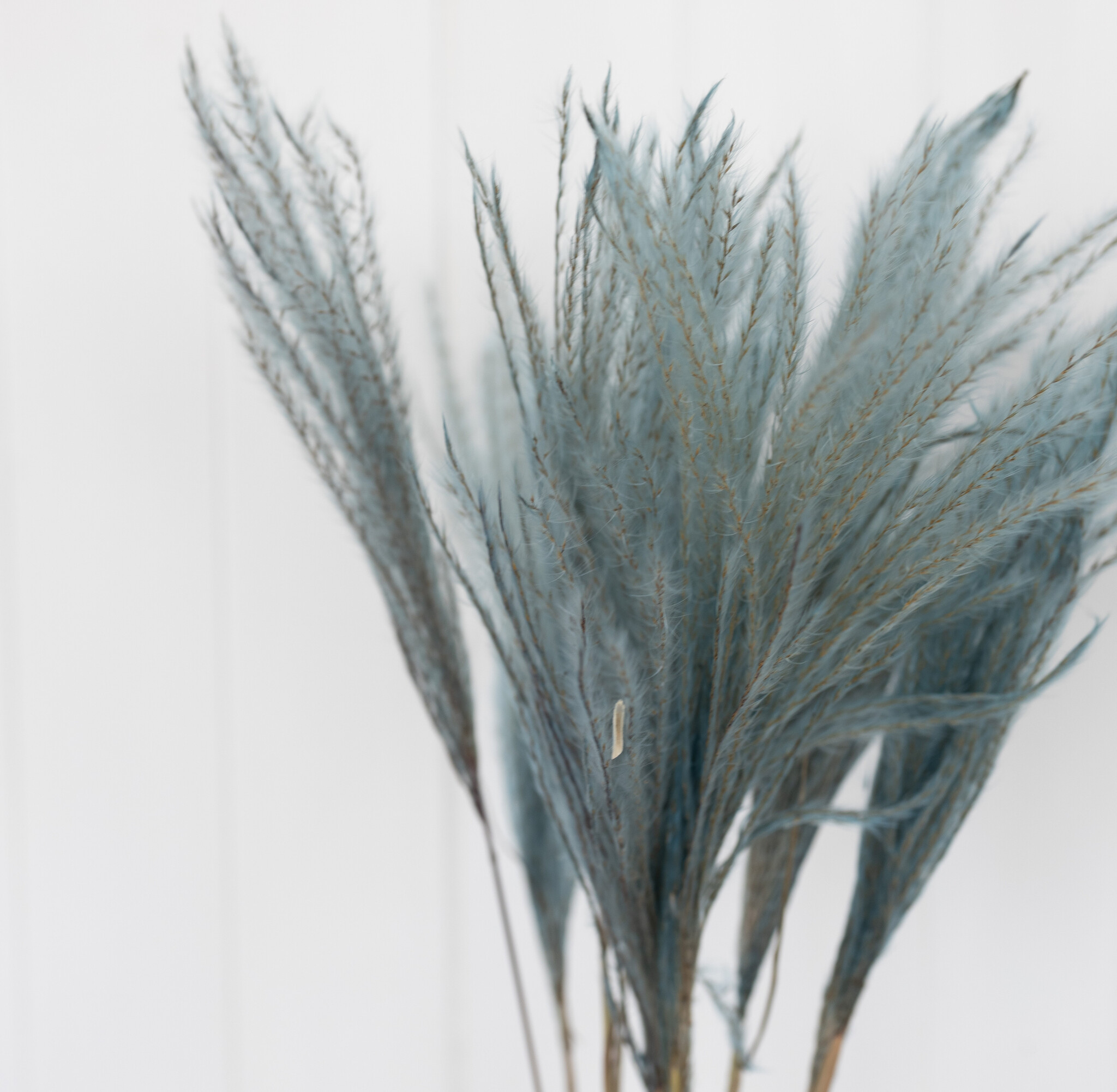 Stipa Pennata (Vedergras): Vederlichte Sierlijkheid voor Professionals | B2B Flowers