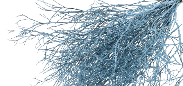 Vaccinium (Huckleberry): Rustieke Gedroogde Takken voor B2B | B2B Flowers