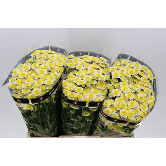 Freshy Chrysant santini Sun Up