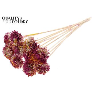 QC Shola Zinnia Bloem op stok | Kleur: Meerkleurig Kerskleurig Geel | Shola Zinia | Diameter 6 centimeter | Lengte ± 50 centimeter | 10 bijstekers per bos | Per bos