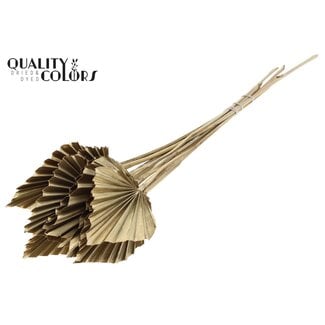QC Dried Palm Spear | Colour: Antique Gold | Palm Leaves in Spear Shape | Length ± 50 centimetres | 10 stems per bunch | Per bunch