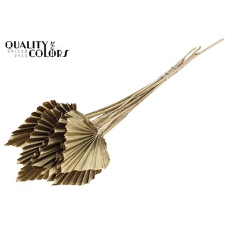 QC Gedroogde Palm Spear | Kleur: Antiek Goudkleurig | Palmbladeren in Speervorm | Lengte ± 50 centimeter | 10 takken per bos | Per bos