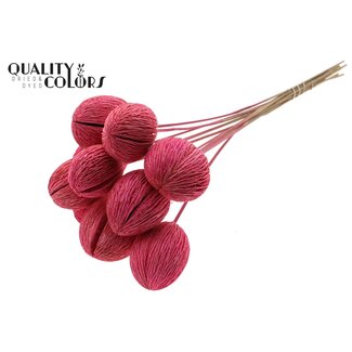 QC Bleached Mintolla Seed Box on Stick | Colour: Cherry-Coloured | Pong Pong Mintolla Pick Dry Decoration | Length ± 50 centimetres | 10 picks per bunch