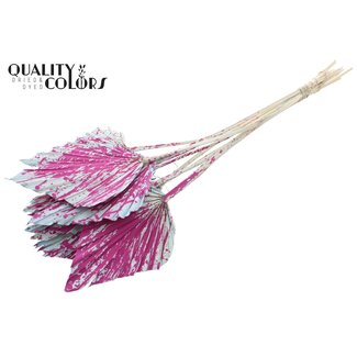 QC Dried Palm Spear | Colour: Speckled Light Blue Cherry Colour | Spear-Shaped Palm Leaves | Length ± 55 centimetres | 10 stems per bunch | Per bunch