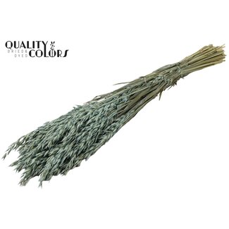 QC Gedroogde Haver | Kleur: Frosted Lichtblauw | Avena Droogbloemen | Lengte ± 60 centimeter | Gewicht 250 gram | Per bos