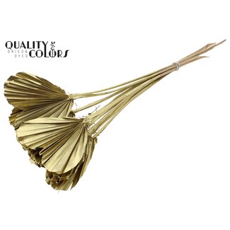 QC Gedroogde Palm Spear Heart | Kleur: Goudkleurig | Palmbladeren in Hartvorm | Lengte ± 45 centimeter | 10 takken per bos | Per bos