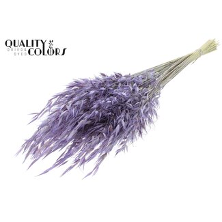 QC Gedroogde Wilde Haver | Kleur: Frosted Milkapaars | Wilde Avena Droogbloemen | Lengte ± 70 centimeter | Gewicht 100 gram | Per bos