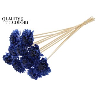 QC Shola Houten met was Zinnia op stok | Kleur: Blauw | Shola Zinia Bijsteker | Diameter bloem 6 centimeter | Lengte bijsteker ± 50 centimeter | 10 bijstekers per bos