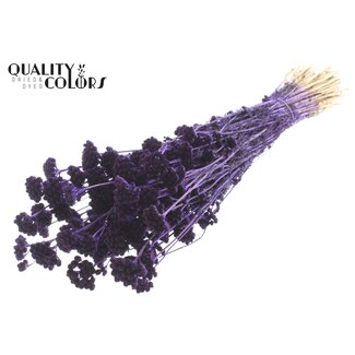 QC Dried Lona | Colour: Purple | Lonas Annua Dried Flowers | Length ± 50 centimetres | Per bunch