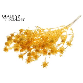 QC Gedroogde Gebleekte Carthamus | Kleur: Abrikooskleurig | Saffloer of Bidens Droogbloemen | Lengte ± 70 centimeter | Per bos