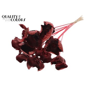 QC Dried Palm Cup on stem | Colour: Red | Length ± 50 centimetres | 10 stems per bunch