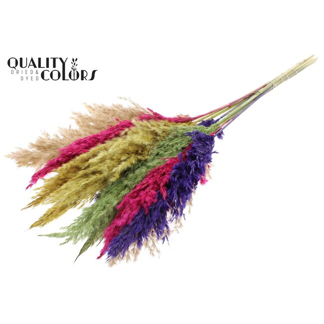 Plumes de Pampas Séchées “Coloré 2” | Couleur : Couleurs Mixtes | Fleurs Séchées Pampas | Longueur ± 70 centimètres | 10 plumes par bouquet | Par bouquet