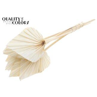 QC Gedroogde Gebleekte Palm Spear | Kleur: Naturel | Palmbladeren in Speervorm | Lengte ± 55 centimeter | 10 takken per bos | Per bos