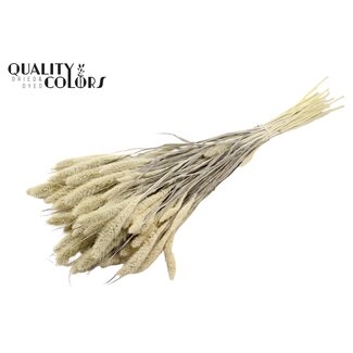 QC Dried Bleached Setaria | Colour: Frosted White | Setaria Dried Flowers | Length ± 70 centimetres | Weight 210 grams | Per bunch