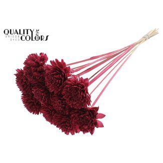 QC Fleur Shola Zinnia sur tige | Couleur: Bordeaux | Shola Zinia | Diamètre 6 centimeter | Longueur ± 50 centimeter | 10 piques par botte | Par botte