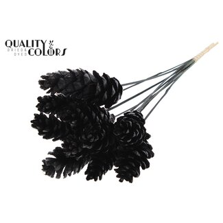 QC Strobus Pine Cone on Stick | Colour: Black | Pine Cone Insert Stick | Length ± 50 centimetres | 10 insert sticks per bunch