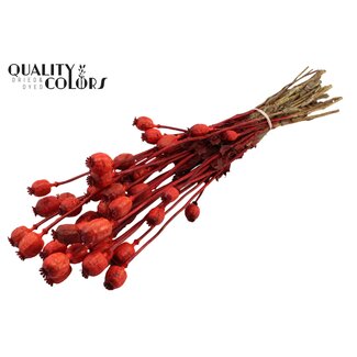 QC Gedroogde Slaapbol | Kleur: Rood | Papaver Somniferum Droogbloemen | Lengte ± 60 centimeter | Gewicht 200 gram | Per bos