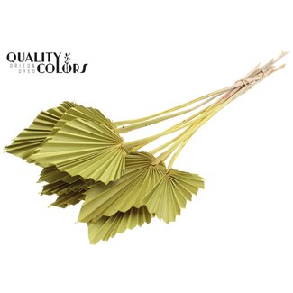 QC Dried Palm Spear | Colour: Yellow | Spear-Shaped Palm Leaves | Length ± 50 centimetres | 10 stems per bunch | Per bunch