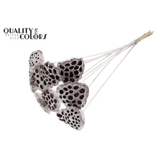 QC Gedroogde Lotus Peulen op stok | Kleur: Champagnekleurig | Diameter Lotus 5 - 7 centimeter | Lengte bijsteker ± 50 centimeter | 10 bijstekers per bos