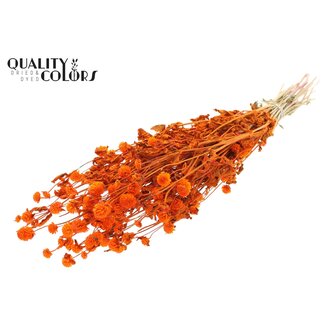 QC Getrockneter Kugelamaranth | Farbe: Orange | Gomphrena Trockenblumen | Länge ± 60 Zentimeter | Pro Bund
