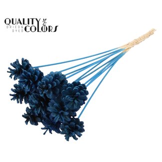 QC Pomme de pin blanchie sur tige | Couleur : Bleu | Diamètre 5 - 7 centimètres | Longueur ± 50 centimètres | 10 piques par bouquet