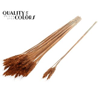 QC Dried Wheat | Colour: Terracotta | Triticum Dried Flowers | Length ± 55 centimetres | 3 sprigs per bunch | 25 bunches per bouquet | Per bouquet