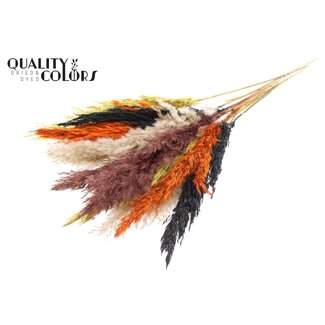 QC Dried Pampas Plumes “Autumn Mix” | Colour: Mixed Colours | Pampas Dried Flowers | Length ± 70 centimetres | 10 plumes per bunch | Per bunch