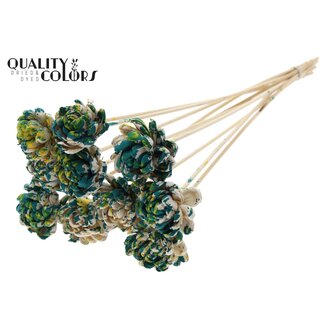 QC Shola rose on stem | Colour: Multicoloured Green Yellow | Shola New Beauty Rose | Diameter 6 centimetre | Length ± 50 centimetre | 10 picks per bunch | Per bunch