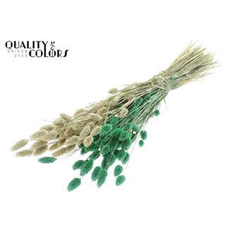QC Gedroogde Phalaris | Kleur: Tweekleurig Frosted Mintgroen | Kanariegras Droogbloemen | Lengte ± 60 centimeter | Gewicht 220 gram | Per bos