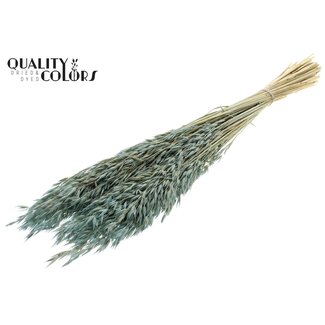 QC Avoine Séchée Blanchie | Couleur : Bleu Clair Givré | Avena Fleurs Séchées | Longueur ± 60 centimètres | Poids 200 grammes | Par bouquet