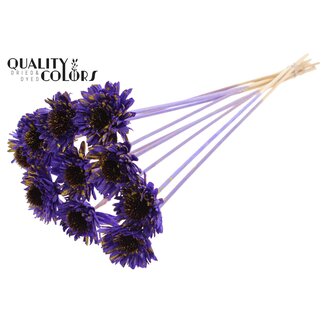 QC Shola Gänseblümchen Sonnenblume auf Stiel | Farbe: Gesprenkelt Lila Gelb | Shola Daisy Sunflower | Durchmesser 6 centimeter | Länge ± 50 centimeter | 10 Blumenstecker pro Bund | Pro Bund