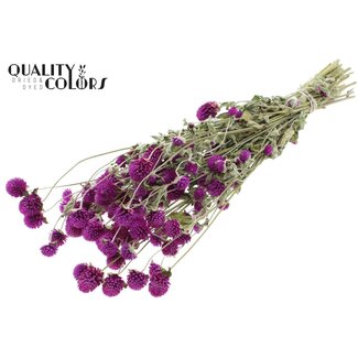 QC Getrocknete Kugelamarant | Farbe: Natürliches Lila | Gomphrena Trockenblumen | Länge ± 55 Zentimeter | Gewicht 100 Gramm | Pro Bund