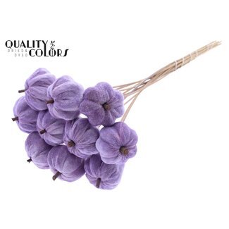 QC Citrouille en velours sur bâton | Couleur : Violet Milka | Pique-citrouille | Diamètre de la citrouille 6 centimètres | Longueur ± 50 centimètres | 10 piques par bouquet