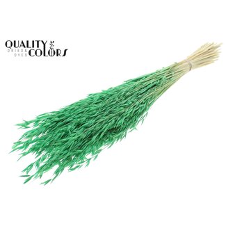 QC Avoine Séchée Blanchie | Couleur : Vert Menthe | Avena Fleurs Séchées | Longueur ± 60 centimètres | Poids 200 grammes | Par bouquet