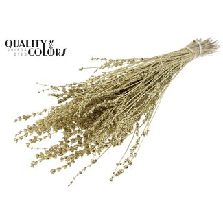 QC Gedroogde Lavendel | Kleur: Metallic Goudkleurig | Lavendel Droogbloemen | Lengte ± 50 centimeter | Per bos