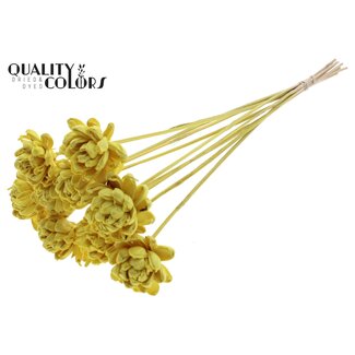QC Shola Rose on stick | Colour: Yellow | Shola New Beauty Rose | Diameter 6 centimeter | Length ± 50 centimeter | 10 auxiliary stems per bunch | Per bunch