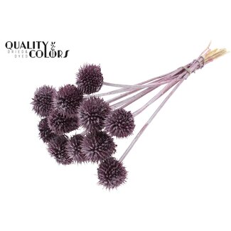 QC Lion's Tail on Stem | Colour: Metallic Pink | Leonotis Leonurus Stem Decoration | Length ± 50 centimetres | 10 stem decorations per bunch | Per bunch