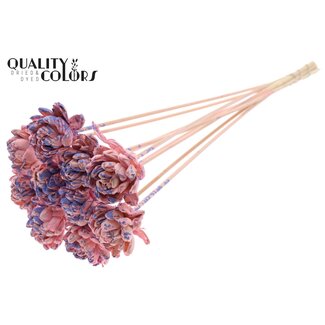 QC Shola Houten Roos op stok | Kleur: Gespetterd Roze Milkapaars | Shola New Beauty Rose Bijsteker | Diameter roos 6 centimeter | Lengte bijsteker ± 50 centimeter | 10 bijstekers per bos