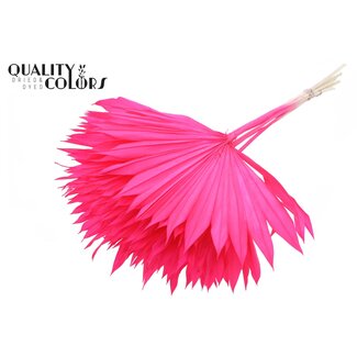 QC Gedroogde Gebleekte Palm Sun | Kleur: Kerskleurig | Palmbladeren in Waaiervorm | Lengte ± 50 centimeter | 10 takken per bos | Per bos