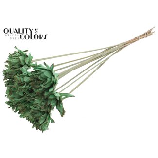QC Shola Blume am Stiel | Farbe: Mintgrün | Shola Slice Pine | Durchmesser 6 centimeter | Länge ± 50 centimeter | 10 Stecknadeln pro Bund  | Pro Bund