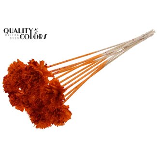 QC Shola Houten Karnish Bloem op stok | Kleur: Meerkleurig Gespetterd Oranje Rood | Shola Karnish Flower Bijsteker | Diameter bloem 6 centimeter | Lengte bijsteker ± 50 centimeter | 10 bijstekers per bos