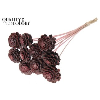 QC Pomme de pin coupée en deux sur bâton | Couleur : Rose clair givré | Diamètre 5 - 7 centimètres | Longueur ± 50 centimètres | 10 piques par bouquet