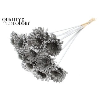 QC Shola Madelief Zonnebloem op stok | Kleur: Platinakleurig | Shola Daisy Sunflower | Diameter 6 centimeter | Lengte ± 50 centimeter | 10 bijstekers per bos | Per bos