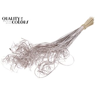 QC Dried Palm Leaf Vein | Curly Ting Ting | Colour: Champagne | Length ± 70 centimetres | 100 stems per bunch | Per bunch