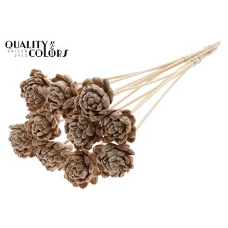 QC Shola Rose on stem | Colour: with wax Beige | Shola New Beauty Rose | Diameter 6 centimeter | Length ± 50 centimeter | 10 picks per bunch | Per bunch