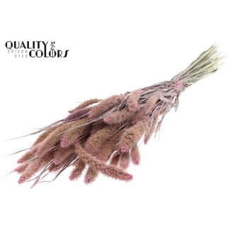QC Dried Setaria | Colour: Pearl Pink | Setaria Dried Flowers | Length ± 70 centimetres | Weight 210 grams | Per bunch
