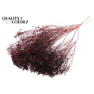 QC Dried Broom Bloom | Colour: Bordeaux Red | Broom Dried Flowers | Length ± 50 centimetres | Weight 100 grams | Per bunch