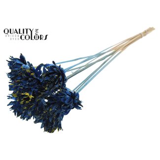 QC Shola Bloem op stok | Kleur: Gespetterd Blauw Geel | Shola Slice Pine | Diameter 6 centimeter | Lengte ± 50 centimeter | 10 bijstekers per bos  | Per bos