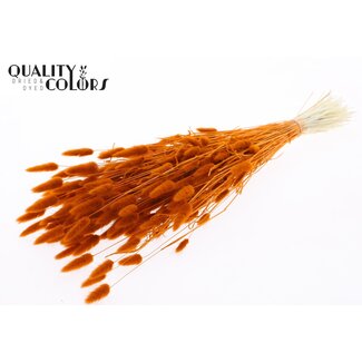 QC Gedroogde Gebleekte Hazenstaartjes Premium | Kleur: Terracotta | Lagurus Ovatus droogbloemen | Lengte ± 70 centimeter | Gewicht 100 gram | Per bos